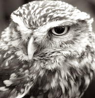 Small Owl - Can't remember make and model!