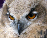 Baby Eagle Owl