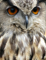 Eagle Owl